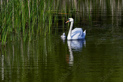 Swans swimming with young cygnets between reed plants - Poland   Europe