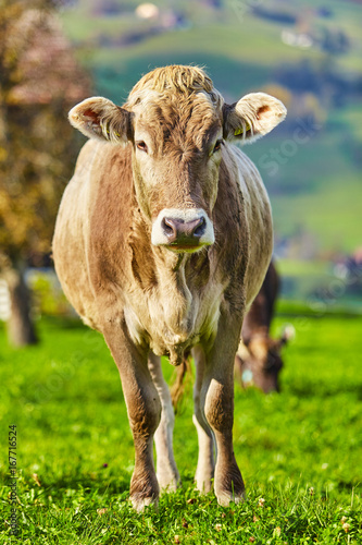 Cows grazing on a green summer meadow. Herd of cows. Cows on the field