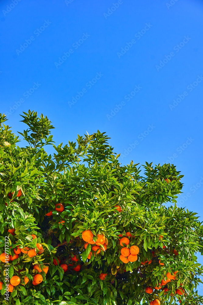 clementines ripening on tree against blue sky. Tangerine tree. Oranges on a citrus tree clementines ripening on tree against blue sky. Tangerine tree. Oranges on a citrus tree