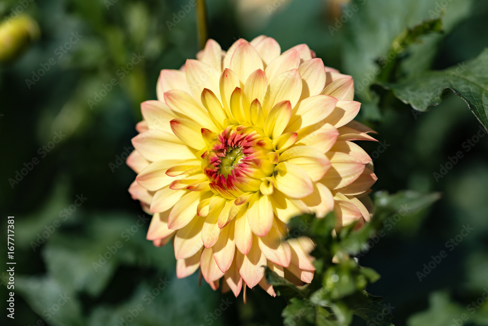 Balldahlie 'Gazani' Balldahlie 'Gazani'