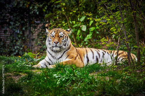 Fototapeta Naklejka Na Ścianę i Meble -  Tiger. Tigers on green grass