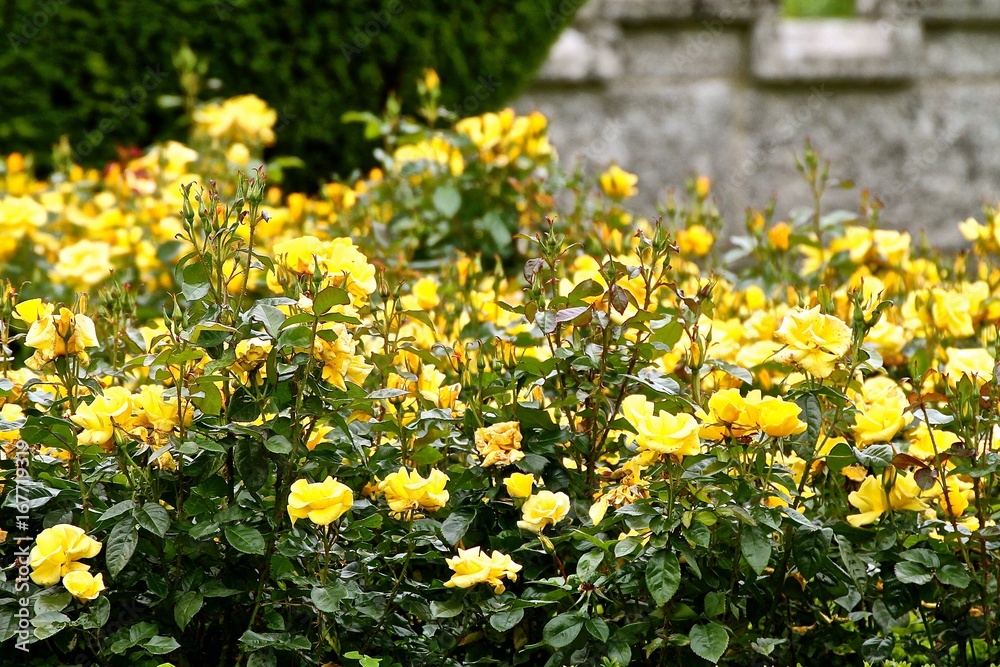 Fototapeta premium Yellow roses