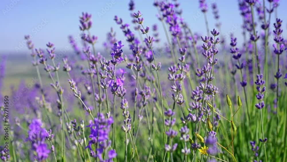 Close up pan shot of lavender flowers. Lavender field and blue sky on the background in soft focus. Lavandula flowers swaying in the wind. Sunny summer afternoon. 4k UHD Close up pan shot of lavender flowers. Lavender field and blue sky on the background in soft focus. Lavandula flowers swaying in the wind. Sunny summer afternoon. 4k UHD