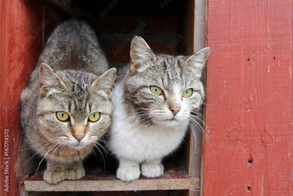 Two stray cats siting together on the street StockFoto Adobe Stock