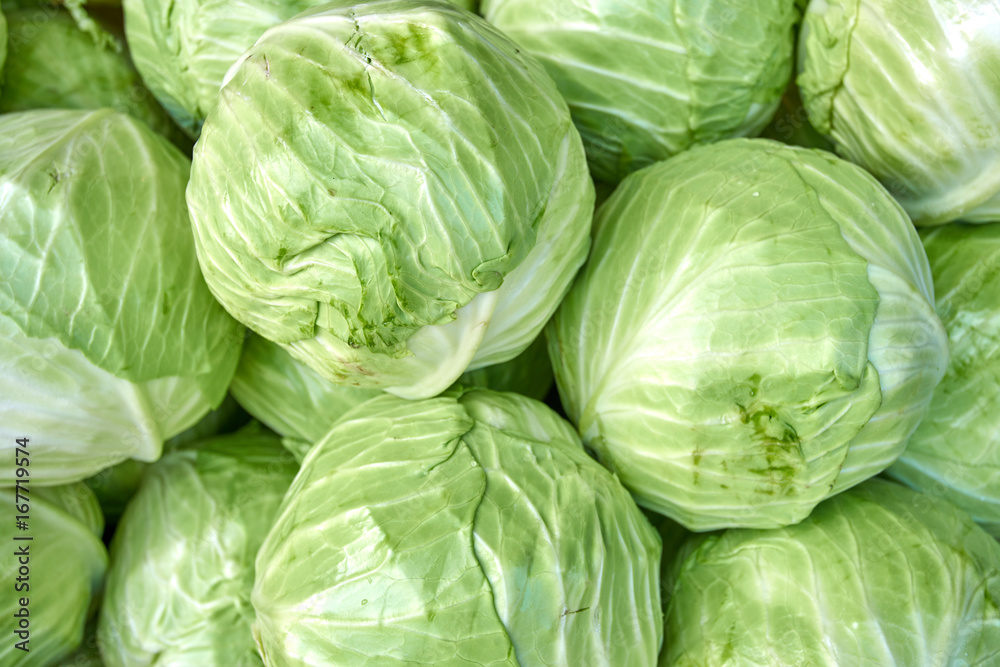 cabbage from field. cabbage background cabbage from field. cabbage background
