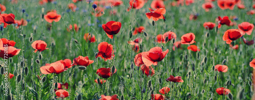 Red poppy flowers blooming in the green grass field, floral natural spring background, can be used as image for remembrance and reconciliation day