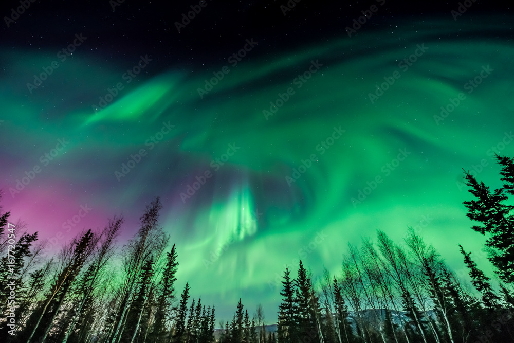Purple and green Aurora over tall pine trees