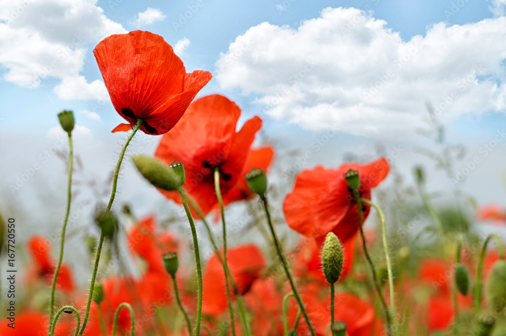 Naklejka premium Poppy flowers and summer sky