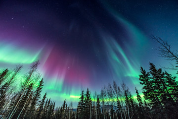Leinwandbilder Nordlichter Lila Grünes Nordlicht über Baumgrenze  © Elizabeth