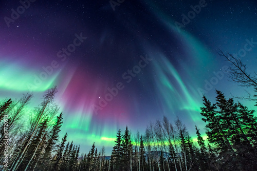 Fotografiet Purple and green aurora / northern Lights over tree line