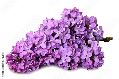 Wallpaper Mural Lilac flower isolated on white background Torontodigital.ca