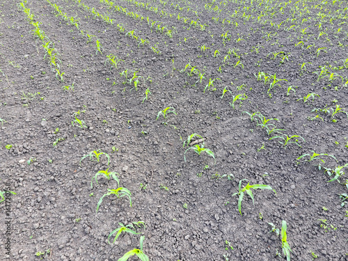 Field of young corn. Shoots of corn on the field. Fodder corn for silage.