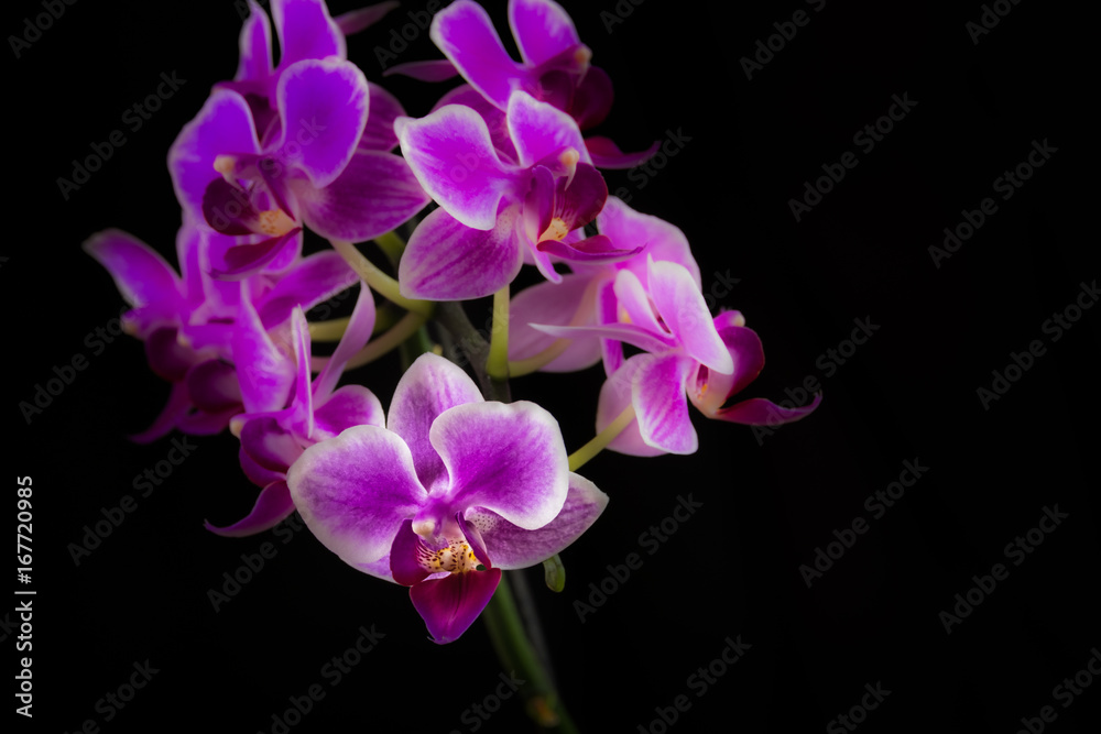 Orchid Cluster Orchid Cluster