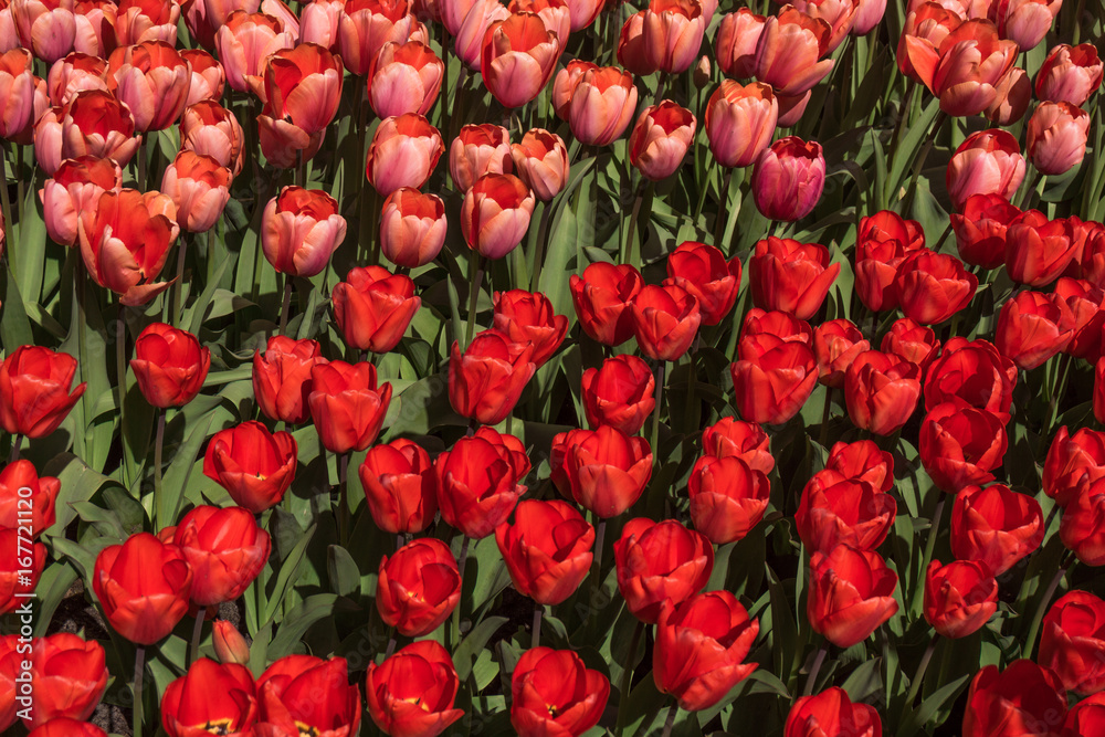 Red tulips. Amazing red tulip flower. Spring scene of tulip field Red tulips. Amazing red tulip flower. Spring scene of tulip field