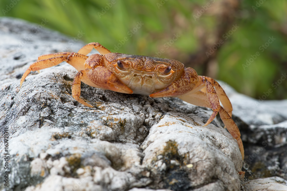 Freshwater Crab (Potamon potamios)/Potamon Potamios Freshwater Crab in stony riverbed