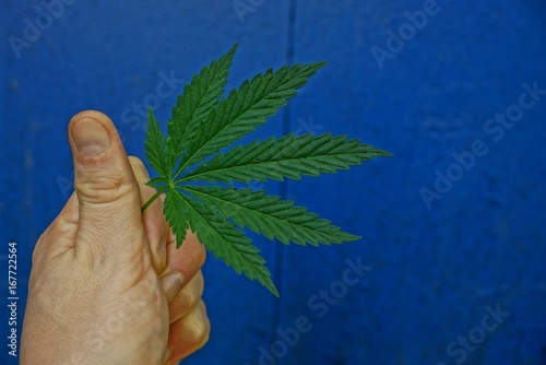 листок конопли в пальцах руки на синем фоне стены 