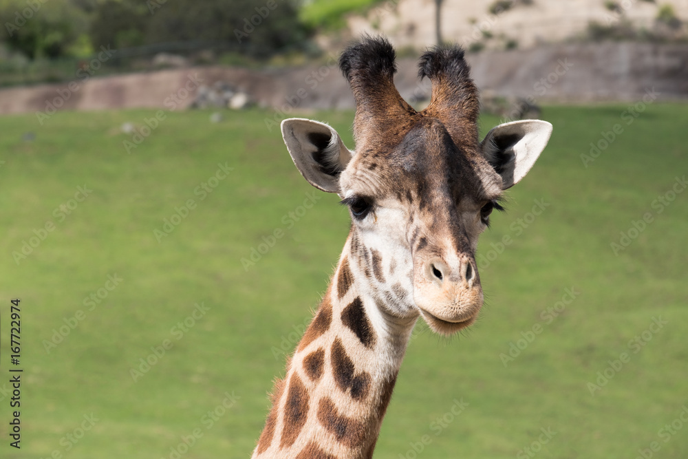 Giraffe Portrait