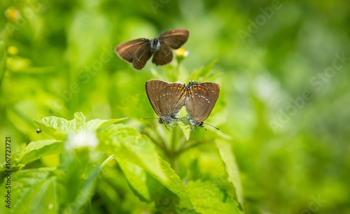 Butterfly sitting on plant