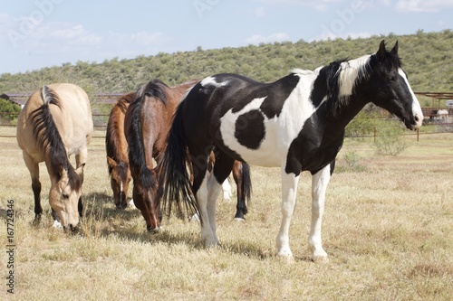Horses on a ranch in Arizona majestic animals horse back riding  field  grazing
