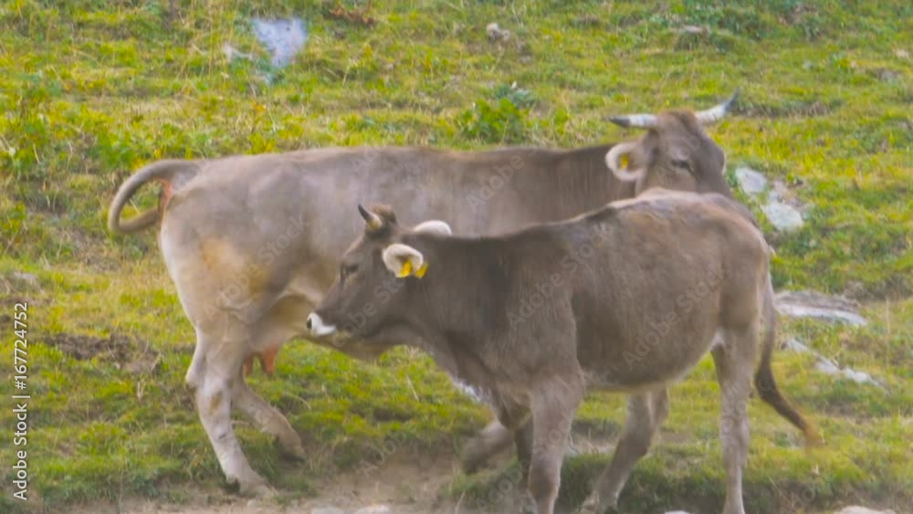 Cattle Male Female Bull Cow Adult Breeding Sex Copulation ...