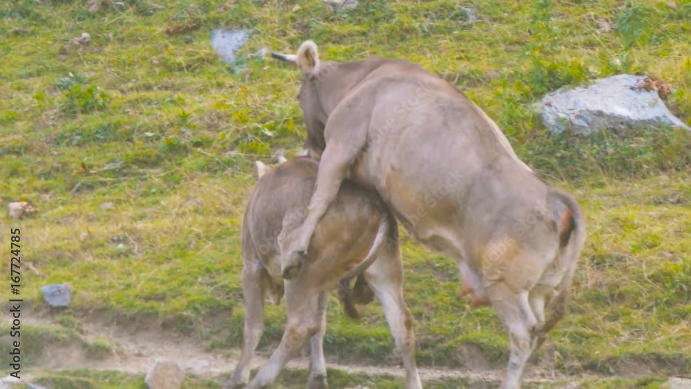 Cattle Male Female Bull Cow Adult Breeding Sex Copulation Stock ビデオ | Adobe Stock