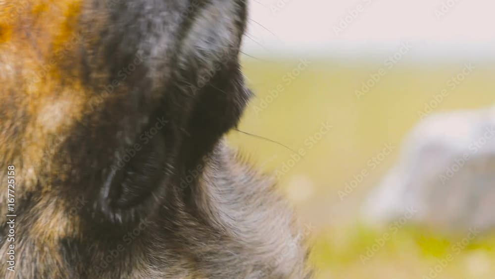Cute Wolf Dog Moving Head Towards Camera in a Mountain Landscape Cute Wolf Dog Moving Head Towards Camera in a Mountain Landscape