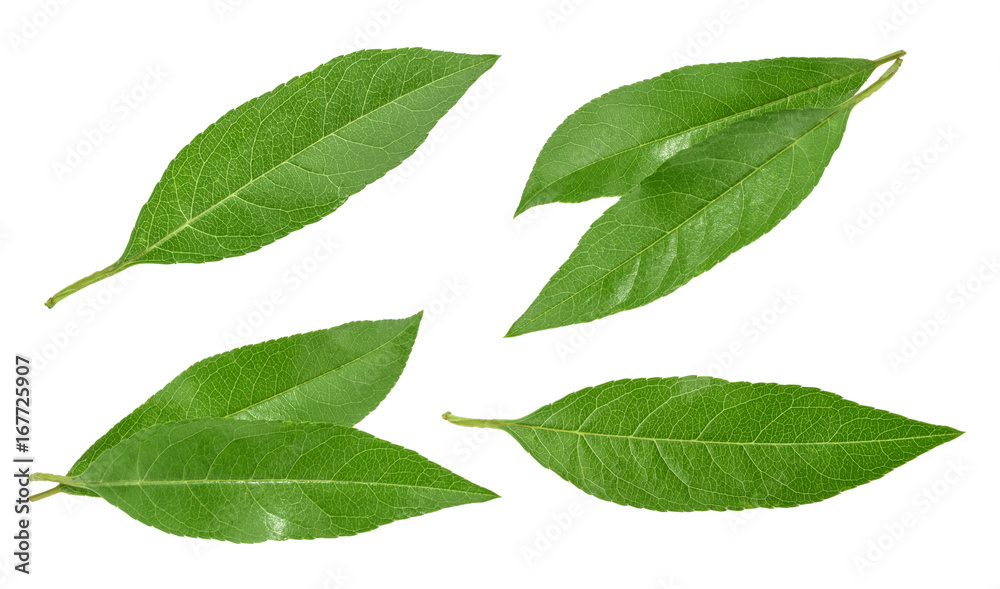 Fototapeta premium Peach leaves isolated on white without shadow. set