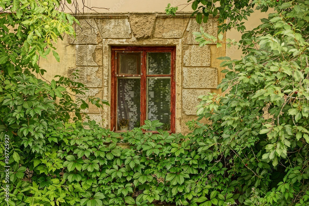 Старое оно на стене здания заросшее зеленью и ветками