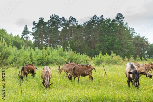 Goats on their pasture © milosz_g