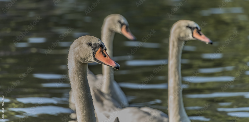 Fototapeta premium Swans near port in Cirkvice village
