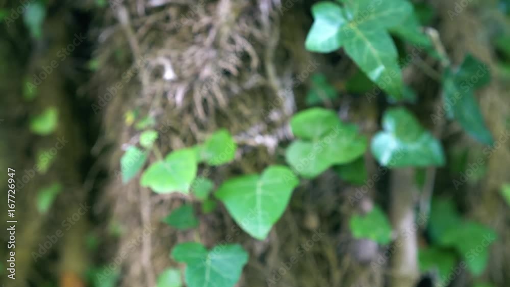 Dolly zoom on ivy leaves and big ivy stem. From soft blurred to crisp focus of leaves. Rocks covered with moss and ivy. Forest scenery. Dolly zoom on ivy leaves and big ivy stem. From soft blurred to crisp focus of leaves. Rocks covered with moss and ivy. Forest scenery.