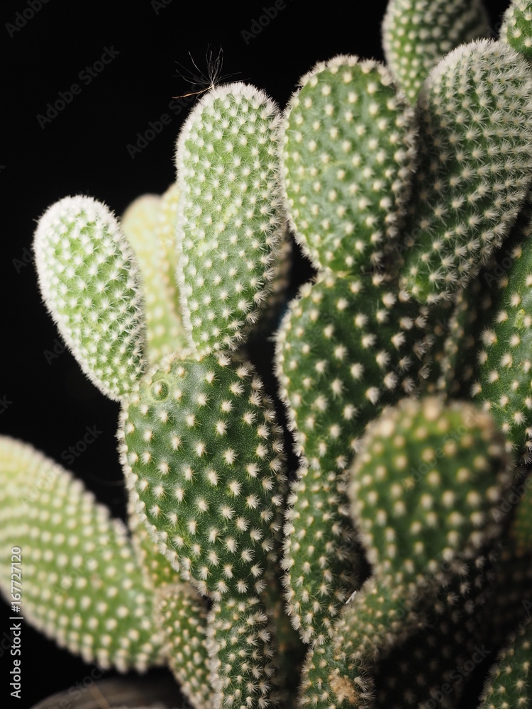 Opuntia cactus, close up in dark night