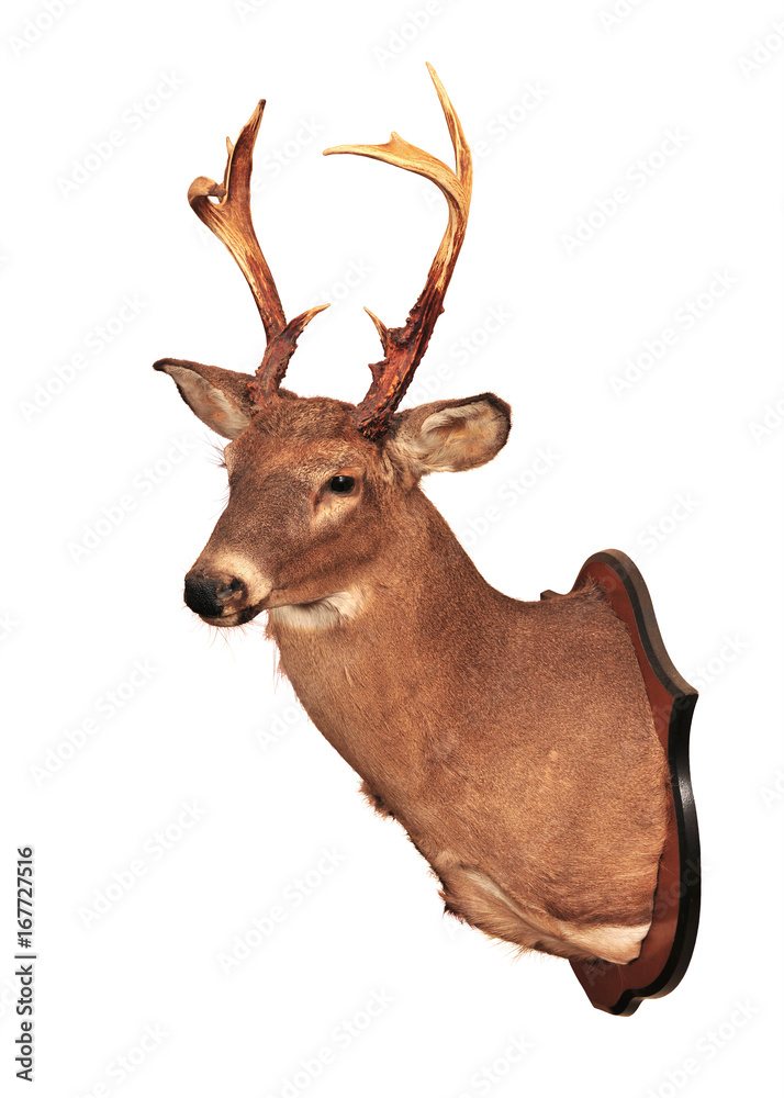 Deer head taxidermy mounted on wall isolated in white background. Deer head taxidermy mounted on wall isolated in white background.