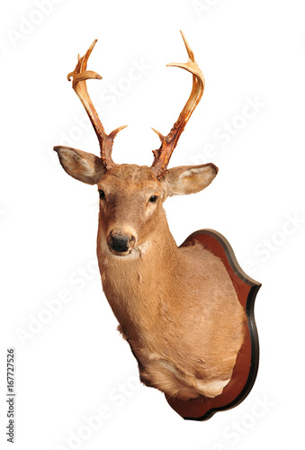 Deer head taxidermy mounted on wall isolated in white background. photo