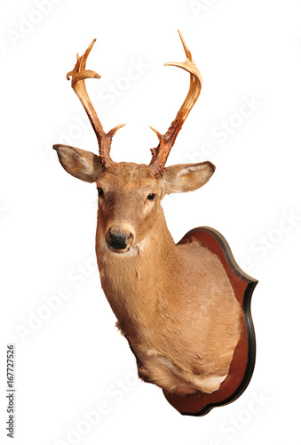 Deer head taxidermy mounted on wall isolated in white background.