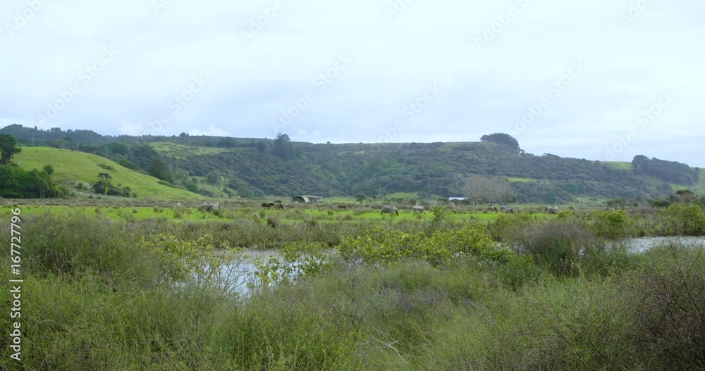 Horse's grazing in paddock with river in foreground