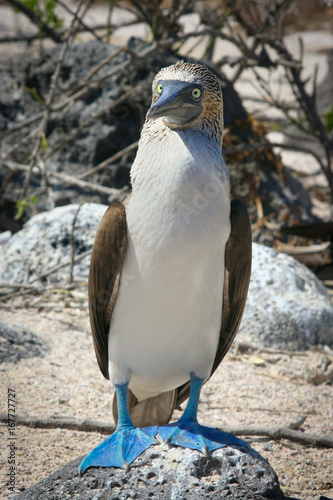 Blue Footed Booby, Galapagos