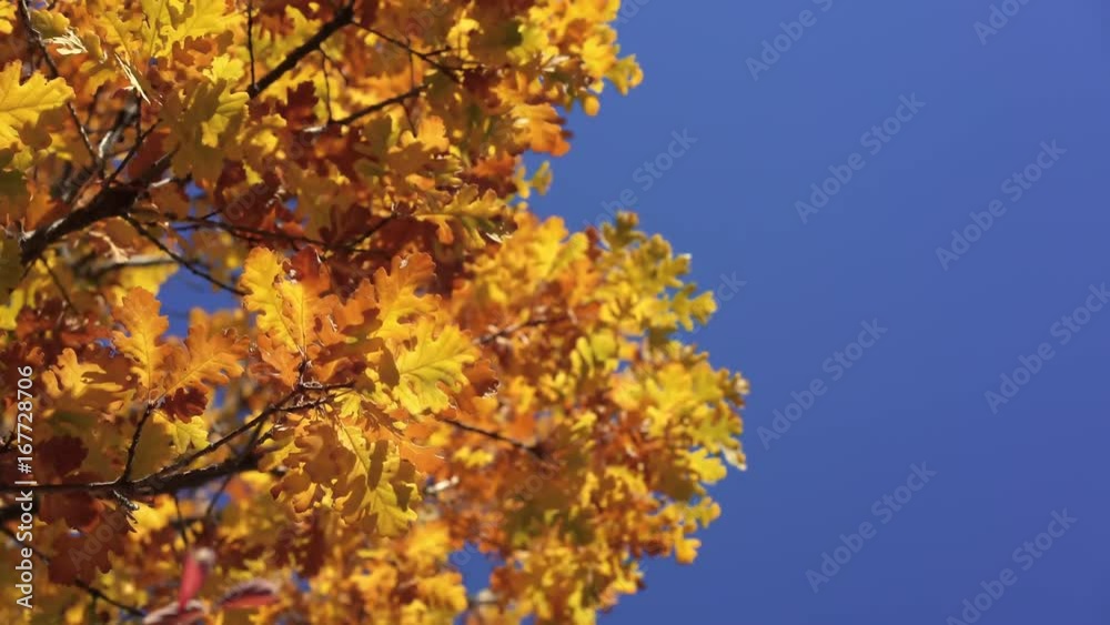 Sun shining through yellow oak tree leaves. Blue sky on the background. Beautiful autumn golden forest. Yellow leaves fluttering in the wind. Idyllic fall forest scenery. Sun shining through yellow oak tree leaves. Blue sky on the background. Beautiful autumn golden forest. Yellow leaves fluttering in the wind. Idyllic fall forest scenery.