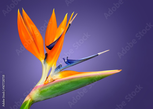 Canvastavla Bird of Paradise flower (Strelitzia reginae) isolated in purple background
