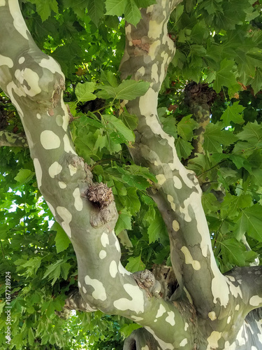 mottled pattern bark on sycamore tree trunk photo