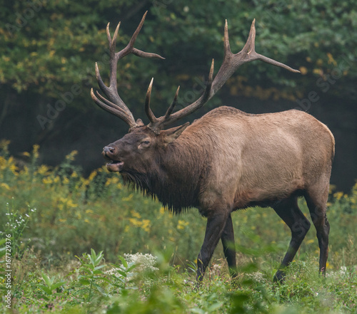 Bull Elk  © Harry Collins
