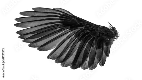 Angel wings, Natural black wing plumage with clipping part