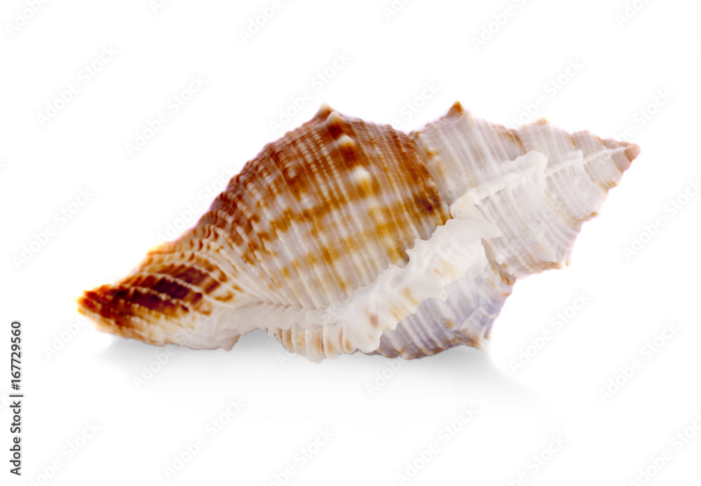 sea shell isolated on white. sea shell isolated on white.