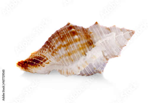 sea shell isolated on white.