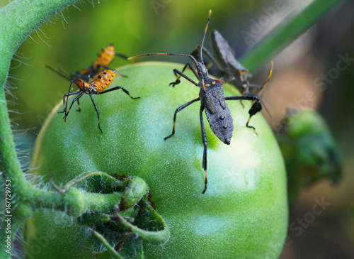 Extreme Closeup of Leaf Footed Bugs, adult and orange nymph, feeding on Tomato
