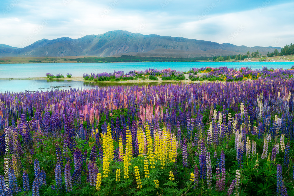 Lake Tekapo Lupin Field in New Zealand - obrazy, fototapety, plakaty 
