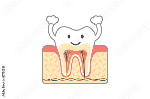 healthy tooth anatomy is fun isolated on white