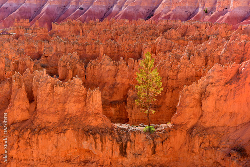 A lone tree on top of ridges in Bryce Canyon National Park, Utah, USA