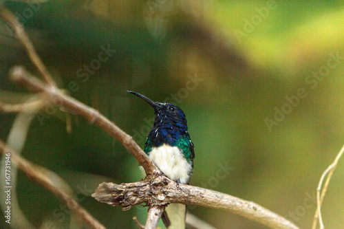 White necked Jacobin hummingbird known as Florisuga mellivora