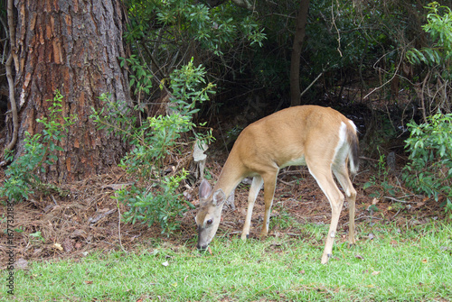Fototapeta Naklejka Na Ścianę i Meble -  Deer grazes grass Doe
